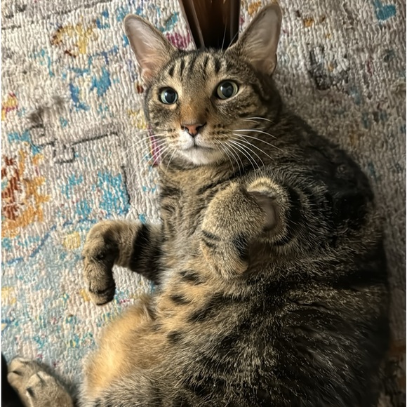 Meet your Posher, Rose - Picture 2 of 3